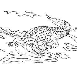 Раскраска: аллигатор (Животные) #411 - Бесплатные раскраски для печати
