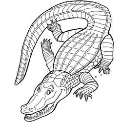 Раскраска: аллигатор (Животные) #434 - Бесплатные раскраски для печати