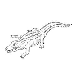 Раскраска: аллигатор (Животные) #470 - Бесплатные раскраски для печати