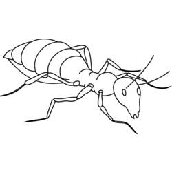 Раскраска: муравей (Животные) #6918 - Бесплатные раскраски для печати