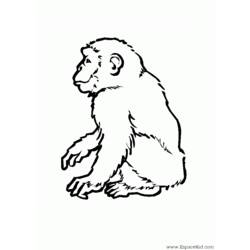 Раскраска: бабуин (Животные) #800 - Бесплатные раскраски для печати