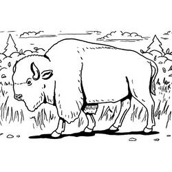 Раскраска: бизон (Животные) #1193 - Бесплатные раскраски для печати