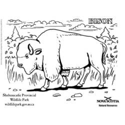 Раскраска: бизон (Животные) #1202 - Бесплатные раскраски для печати