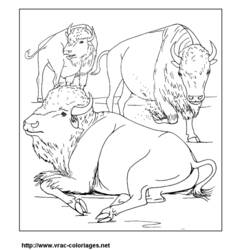 Раскраска: бизон (Животные) #1212 - Бесплатные раскраски для печати
