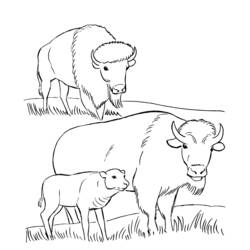Раскраска: бизон (Животные) #1234 - Бесплатные раскраски для печати