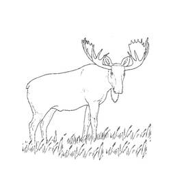 Раскраска: карибу (Животные) #1546 - Бесплатные раскраски для печати