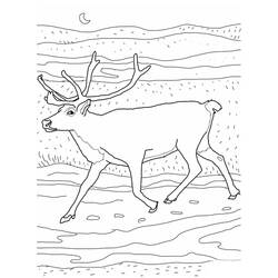 Раскраска: карибу (Животные) #1559 - Бесплатные раскраски для печати