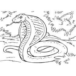 Раскраска: кобра (Животные) #3308 - Бесплатные раскраски для печати