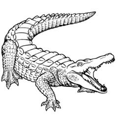 Раскраска: крокодил (Животные) #4840 - Бесплатные раскраски для печати