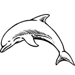 Раскраска: дельфин (Животные) #5165 - Бесплатные раскраски для печати