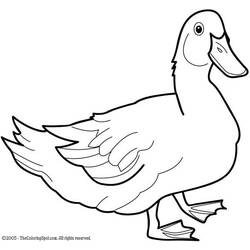 Раскраска: утка (Животные) #1490 - Бесплатные раскраски для печати