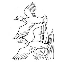 Раскраска: утка (Животные) #1511 - Бесплатные раскраски для печати