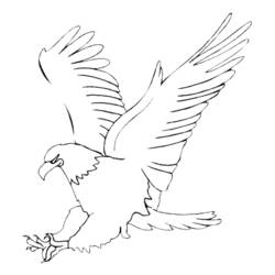 Раскраска: орел (Животные) #276 - Бесплатные раскраски для печати