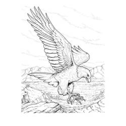 Раскраска: орел (Животные) #296 - Бесплатные раскраски для печати