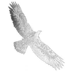 Раскраска: орел (Животные) #321 - Бесплатные раскраски для печати