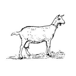 Раскраска: коза (Животные) #2376 - Бесплатные раскраски для печати