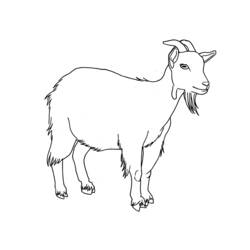 Раскраски: коза - Бесплатные раскраски для печати