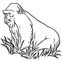 Раскраска: горилла (Животные) #7514 - Бесплатные раскраски для печати