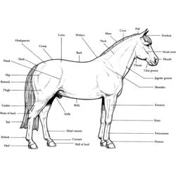 Раскраска: лошадь (Животные) #2215 - Бесплатные раскраски для печати