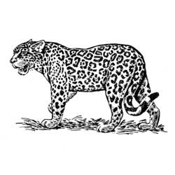 Раскраска: ягуар (Животные) #9013 - Бесплатные раскраски для печати