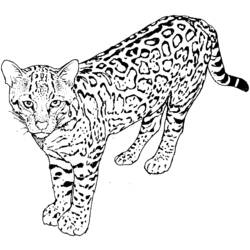 Раскраска: леопард (Животные) #9732 - Бесплатные раскраски для печати