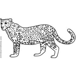 Раскраска: леопард (Животные) #9869 - Бесплатные раскраски для печати