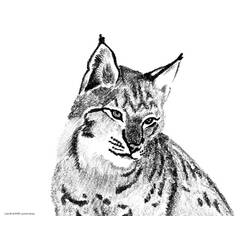 Раскраска: рысь (Животные) #10797 - Бесплатные раскраски для печати