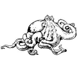 Раскраска: осьминог (Животные) #18940 - Бесплатные раскраски для печати