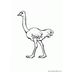 Раскраски: страус - Бесплатные раскраски для печати