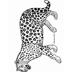 Раскраска: пантера (Животные) #15520 - Бесплатные раскраски для печати