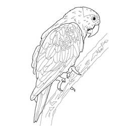 Раскраска: попугай (Животные) #16076 - Бесплатные раскраски для печати