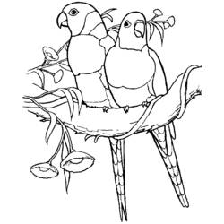 Раскраска: попугай (Животные) #16227 - Бесплатные раскраски для печати