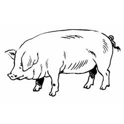Раскраска: свинья (Животные) #3596 - Бесплатные раскраски для печати