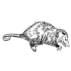 Раскраска: крыса (Животные) #15254 - Бесплатные раскраски для печати