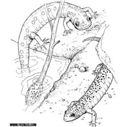 Раскраска: саламандра (Животные) #19890 - Бесплатные раскраски для печати