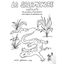 Раскраска: саламандра (Животные) #19893 - Бесплатные раскраски для печати