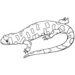 Раскраска: саламандра (Животные) #19902 - Бесплатные раскраски для печати