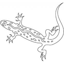 Раскраска: саламандра (Животные) #19930 - Бесплатные раскраски для печати