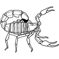Раскраска: Скорпион (Животные) #14601 - Бесплатные раскраски для печати