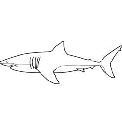 Раскраска: акула (Животные) #14809 - Бесплатные раскраски для печати