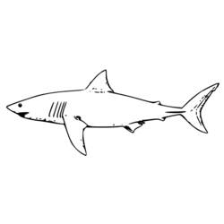 Раскраска: акула (Животные) #14910 - Бесплатные раскраски для печати