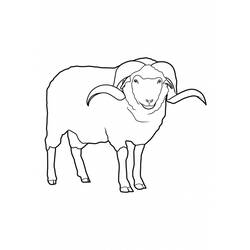 Раскраска: овца (Животные) #11421 - Бесплатные раскраски для печати