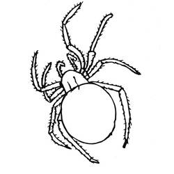 Раскраска: паук (Животные) #577 - Бесплатные раскраски для печати