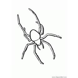 Раскраска: паук (Животные) #587 - Бесплатные раскраски для печати