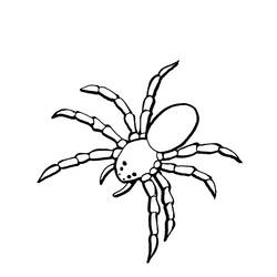 Раскраска: паук (Животные) #621 - Бесплатные раскраски для печати