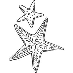 Раскраска: морская звезда (Животные) #6708 - Бесплатные раскраски для печати