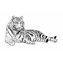 Раскраска: Tigris (Животные) #13607 - Бесплатные раскраски для печати
