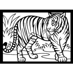 Раскраска: Tigris (Животные) #13615 - Бесплатные раскраски для печати