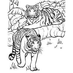 Раскраска: Tigris (Животные) #13726 - Бесплатные раскраски для печати