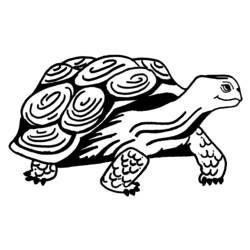 Раскраска: черепаха (Животные) #13403 - Бесплатные раскраски для печати